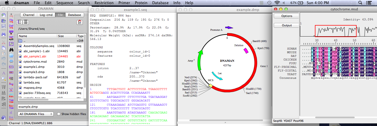 dnaman 6.0